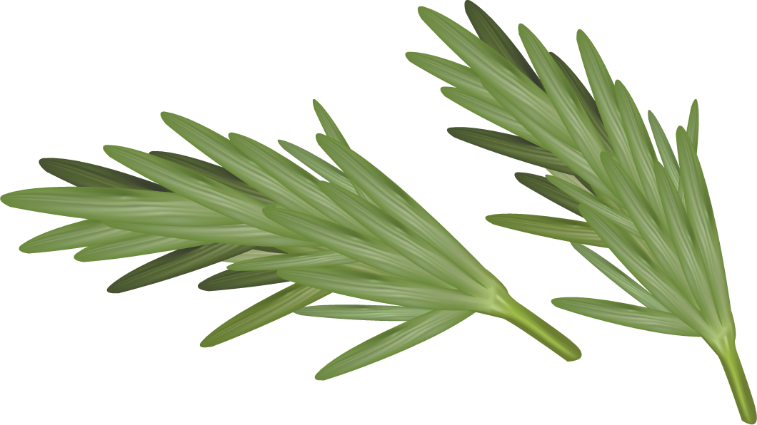 different spice design vector featuring realistic herb leaves for culinary and decorative use
