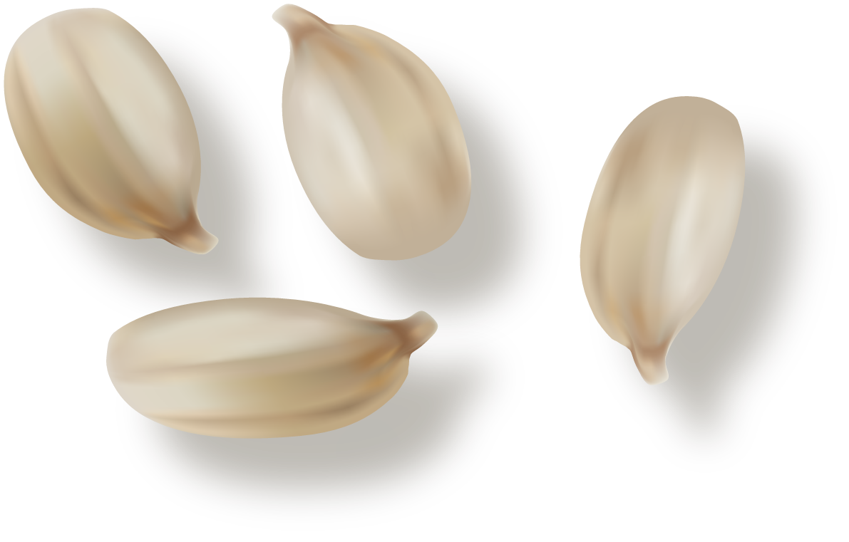 different spice design vector showcasing fresh and aromatic seeds for culinary creations