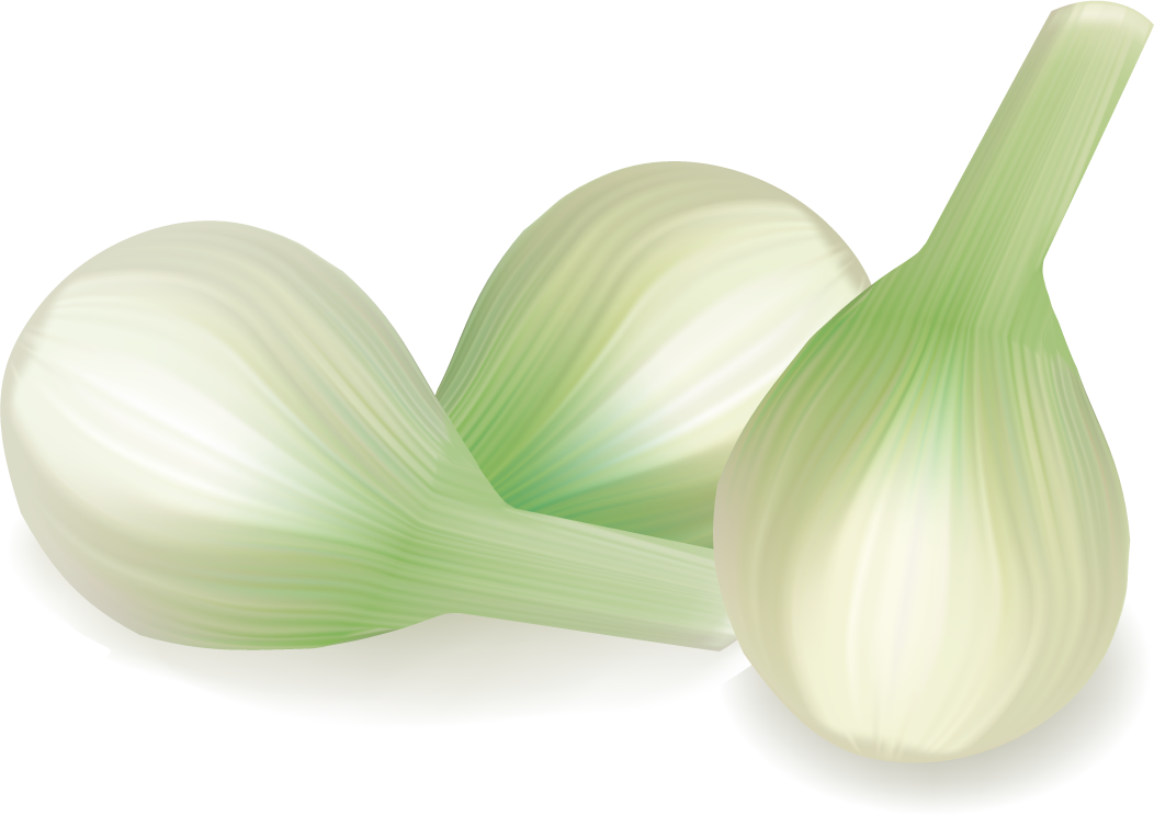 different spice design vector featuring fresh green onions with a modern touch for culinary use