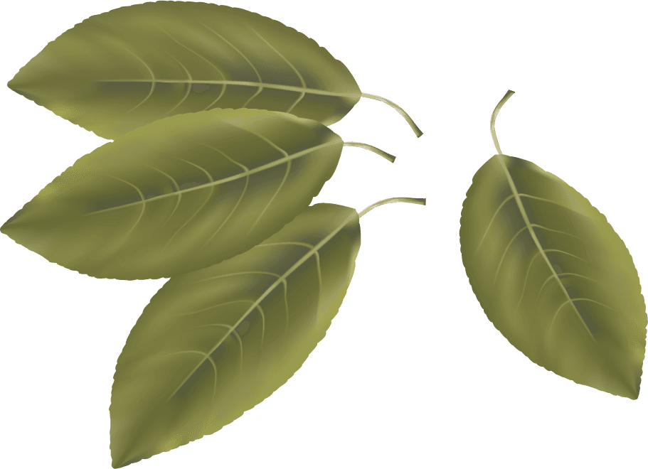 different spice design vector featuring realistic bay leaves with rich textures for culinary use