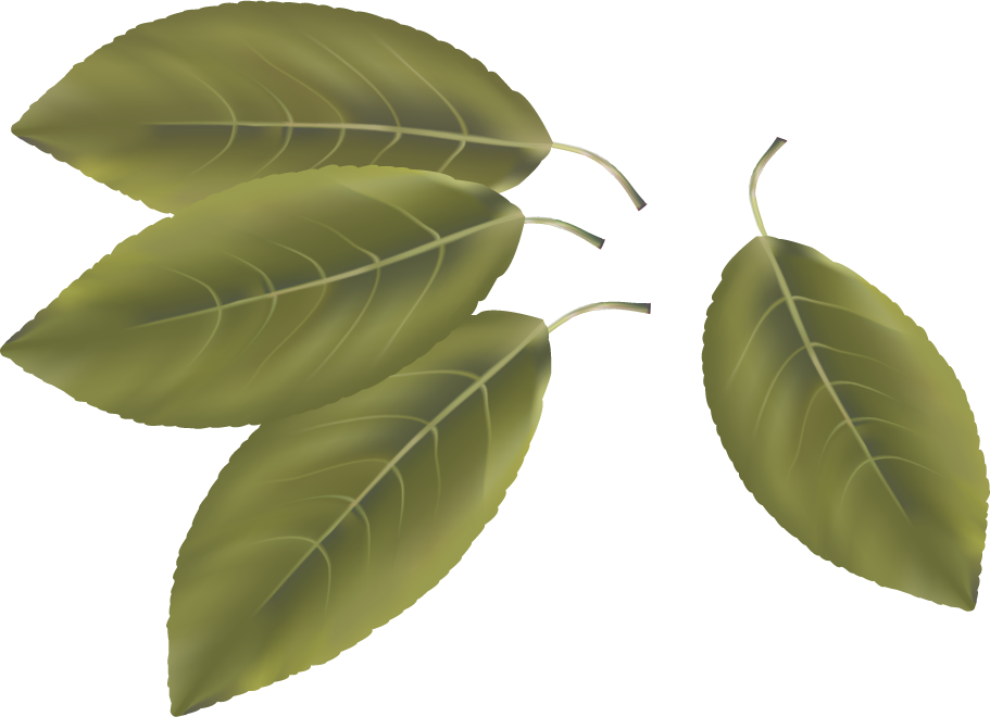 different spice design vector featuring realistic bay leaves with rich textures for culinary use