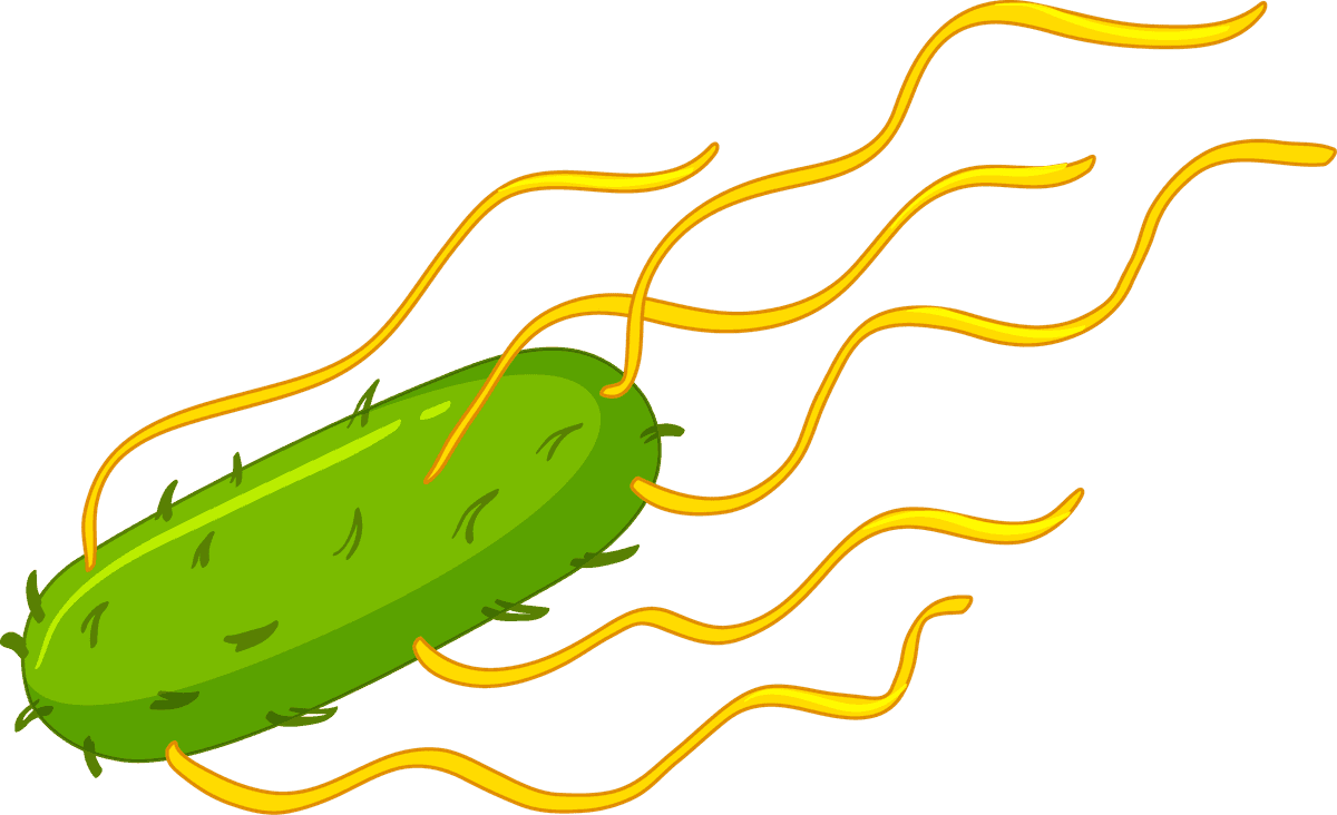 different types bacteria intestines: colorful illustrations showcasing gut microbes and their functions