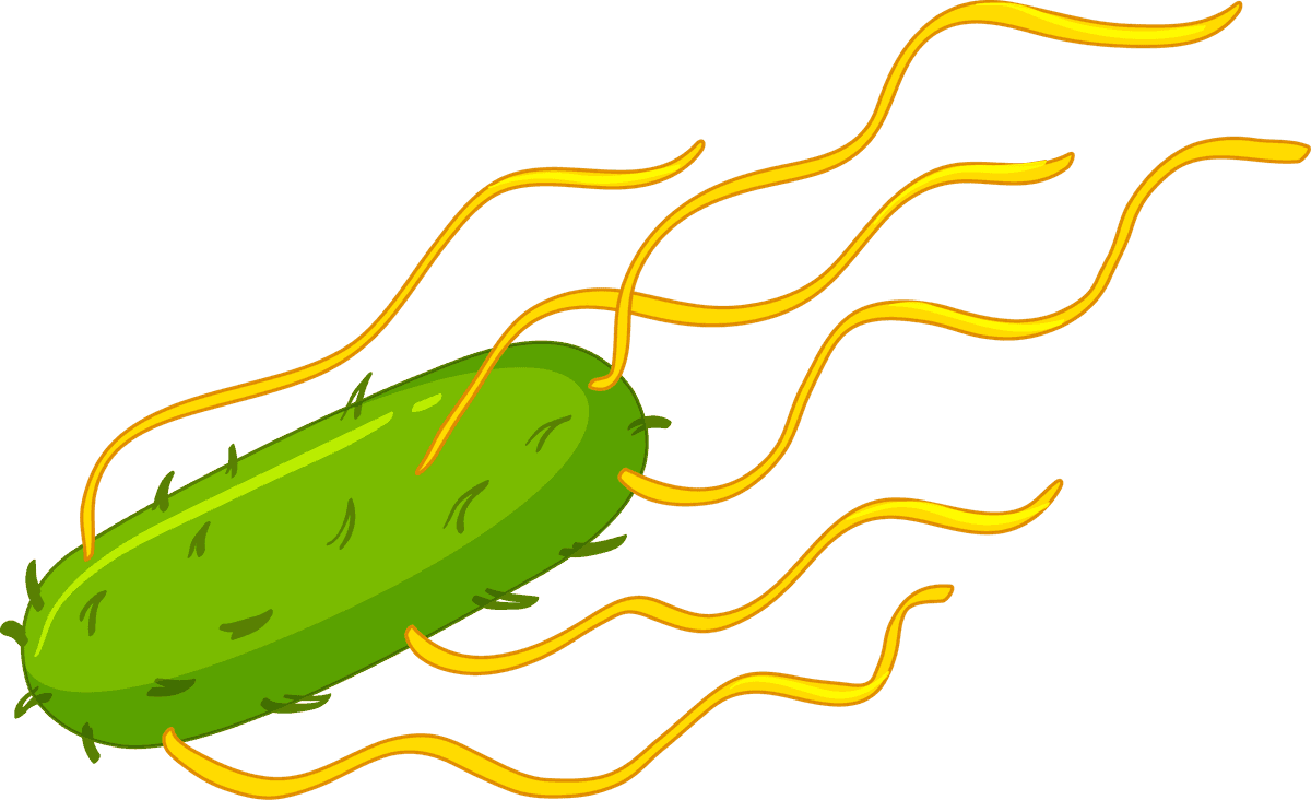 different types bacteria intestines