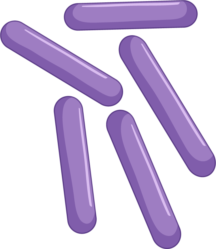 different types bacteria intestines illustrated in a colorful and engaging way