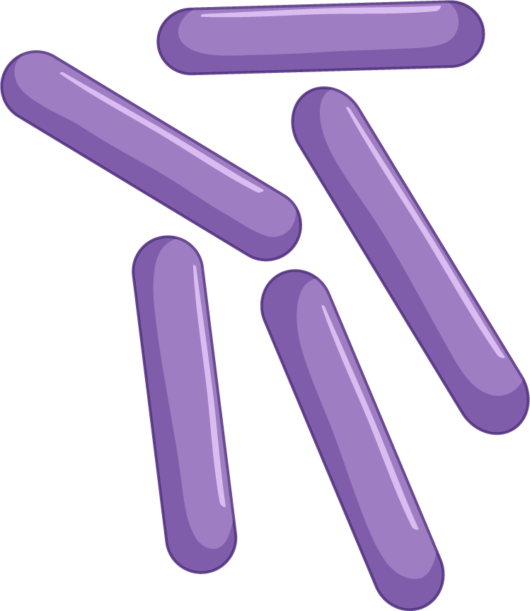 different types bacteria intestines