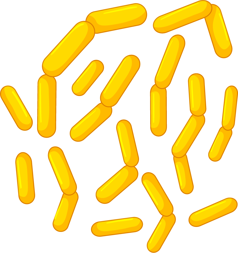 different types bacteria intestines illustrated in vibrant yellow shapes for educational purposes