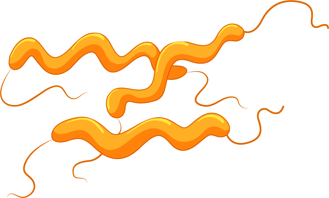 different types bacteria intestines