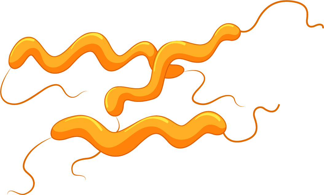different types bacteria intestines illustrated in a colorful and engaging style