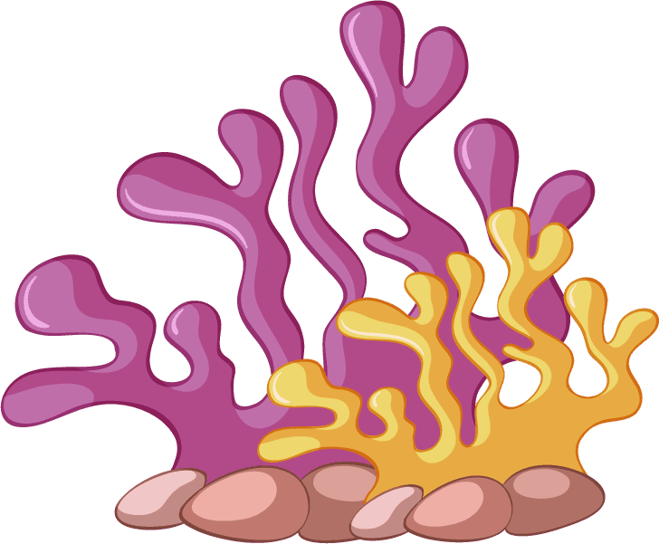 different types of coral reef illustration