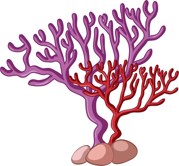 different types of coral reef illustration