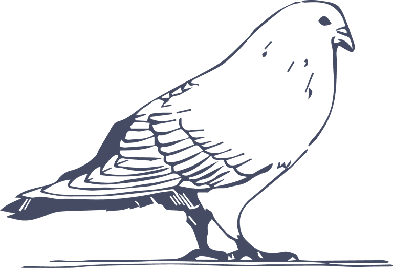 dove pigeon in sketch style for any kind of this city bird related project