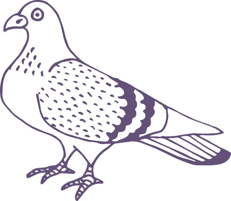 dove pigeon in sketch style for any kind of this city bird related project