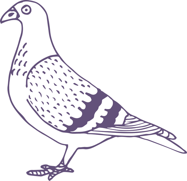dove pigeon in sketch style for any kind of this city bird related project