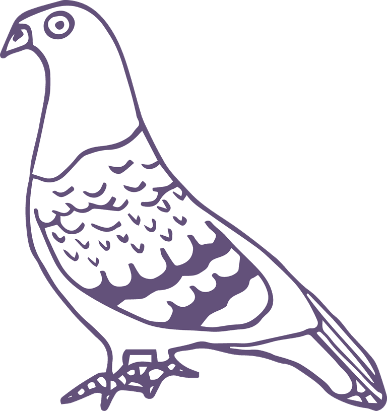 dove pigeon in sketch style for any kind of this city bird related project