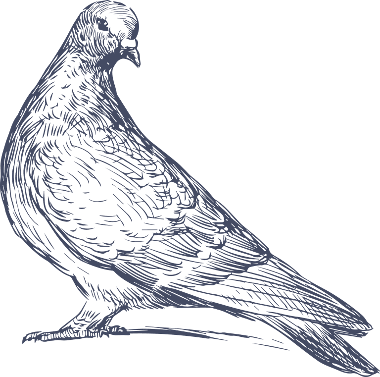 dove pigeon in sketch style for any kind of this city bird related project