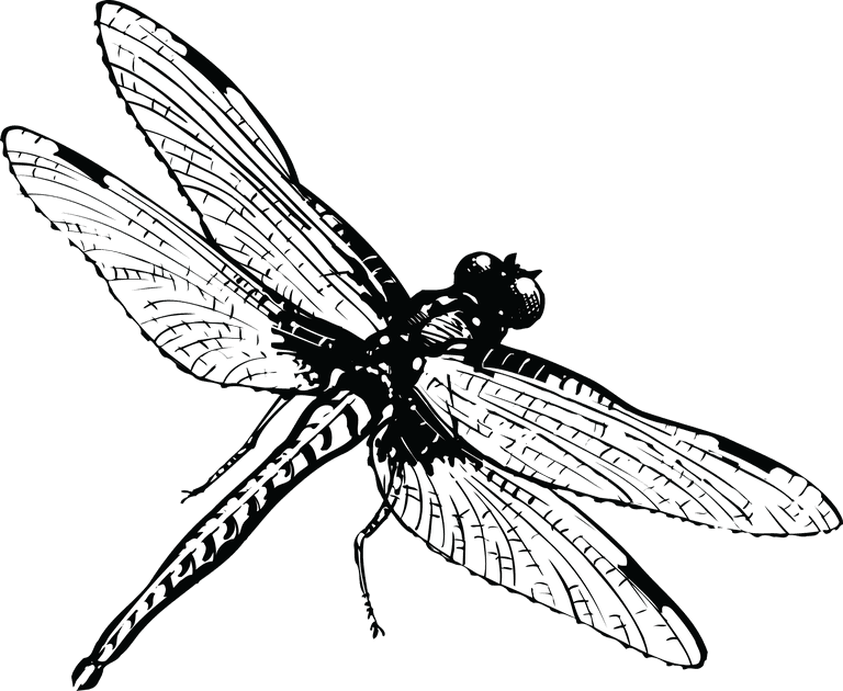 dragonfly a monochrome insect vector