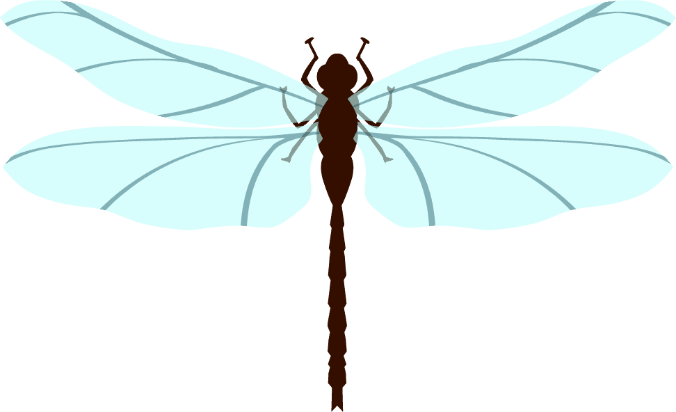 simple dragonfly lively insects illustration with vibrant wings for creative projects