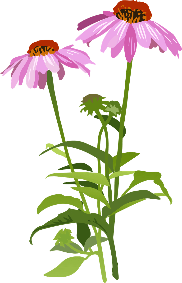 echinacea spices meadow flowers herbal set