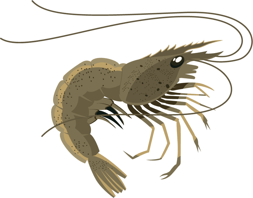 egg shrimp shrimp icons collection colorful shapes sketch