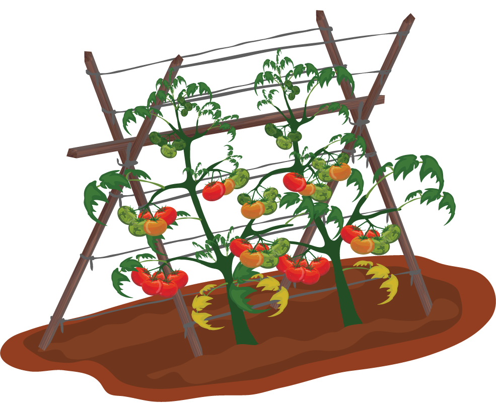 farming icons colored cartoon sketch of tomato plants on trellis for garden projects