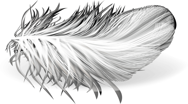 feathers d realistic set white bird angel feathers various shapes