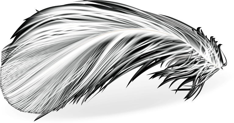 feathers d realistic set white bird angel feathers various shapes
