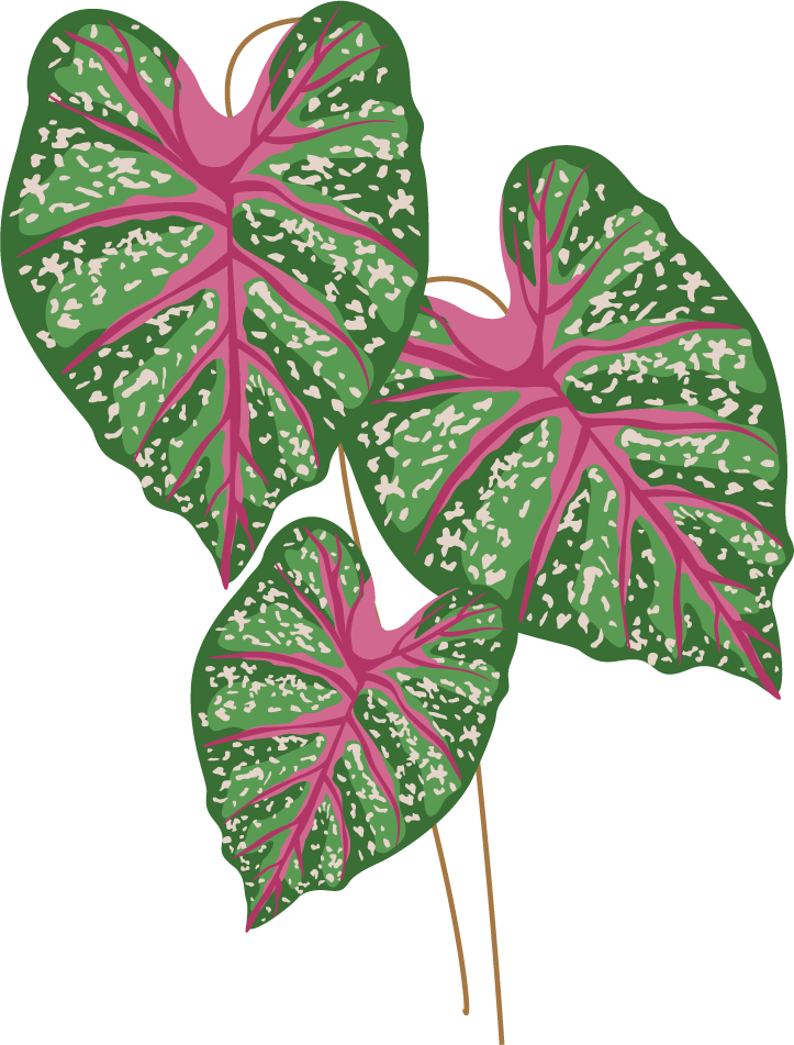 simple pink flowers illustration for elegant print and digital applications with a modern touch