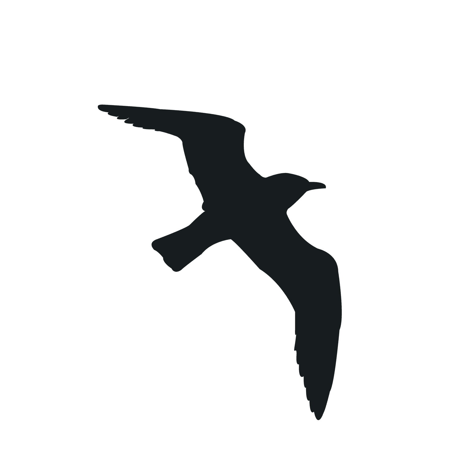 flying bird silhouette black bird