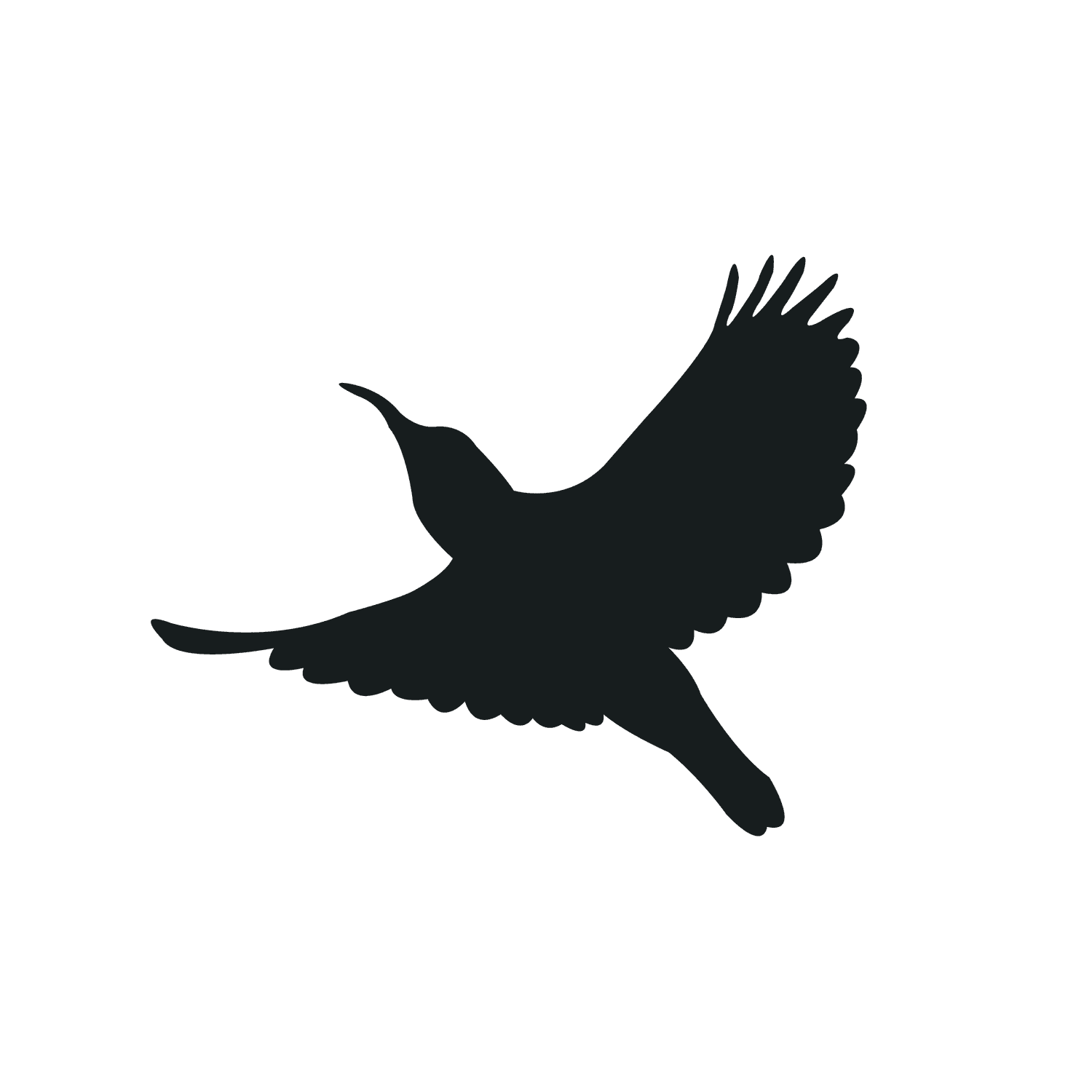 flying bird silhouette black bird