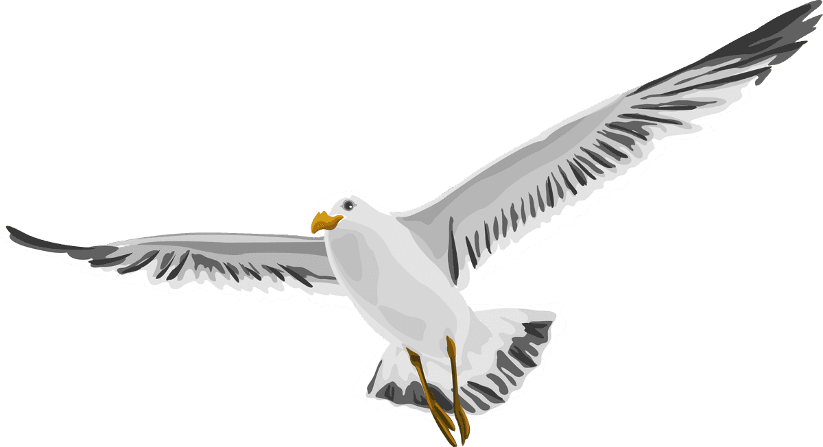 soaring flying bird sea gull with detailed feathers for maritime illustrations