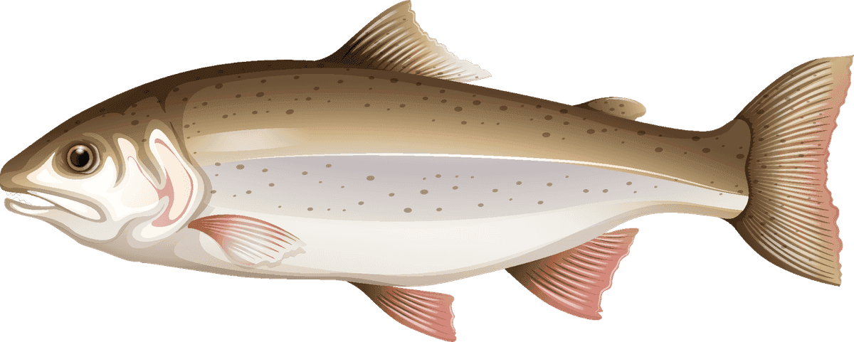 food on white background illustration featuring a detailed trout fish for culinary use