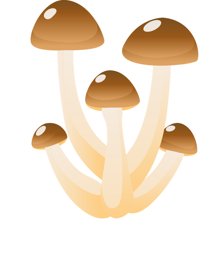 simple mushroom forest illustration showcasing vibrant fungi in a whimsical style for nature themes