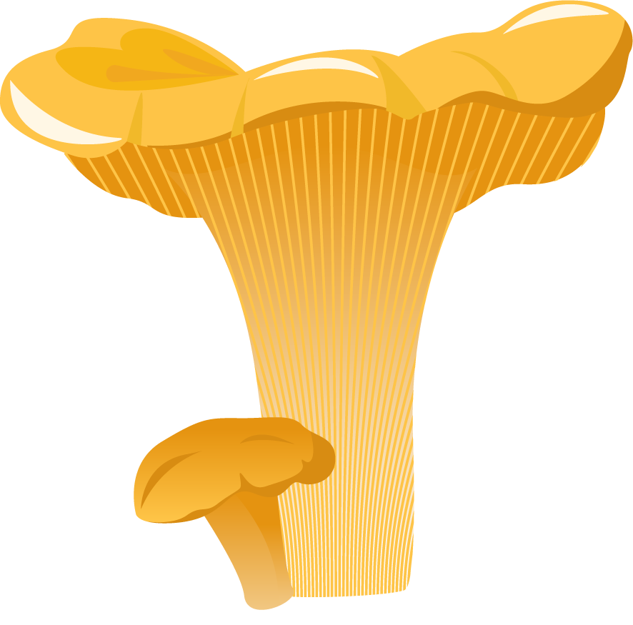 simple mushroom forest illustration with vibrant colors and whimsical style for nature enthusiasts