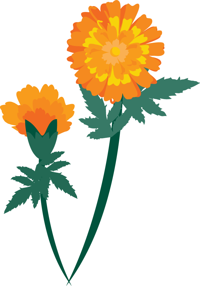 free calendula flowers vector