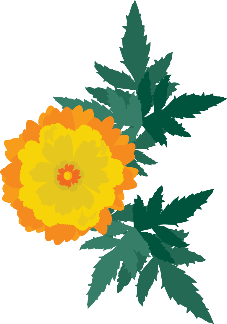 free calendula flowers vector