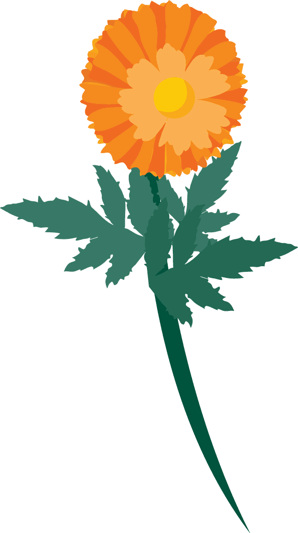 free calendula flowers vector