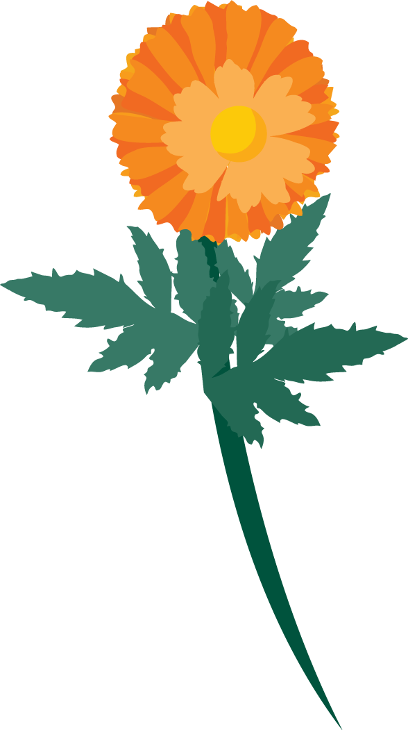 free calendula flowers vector