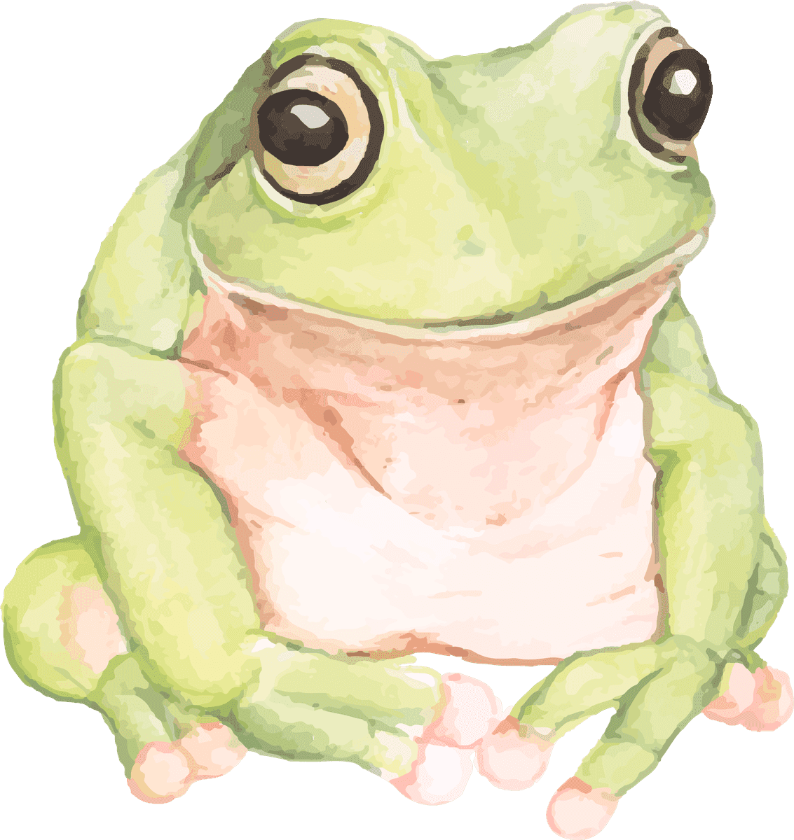 frog collection hand drawn animals showcasing vibrant colors and playful expressions for nature lovers