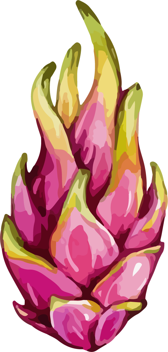 fruit dragon fruit color vector