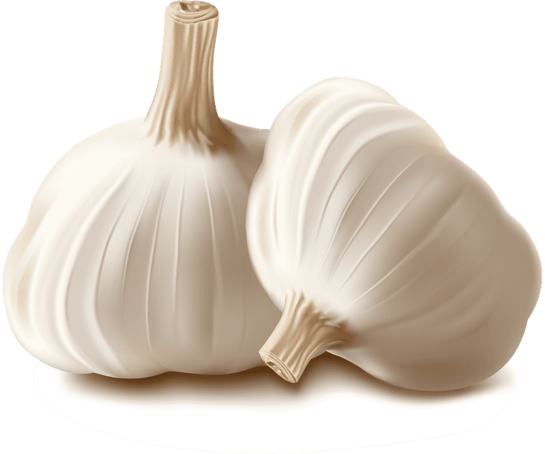 garlic realistic vegetables vector for culinary art, grocery stores, and healthy recipes