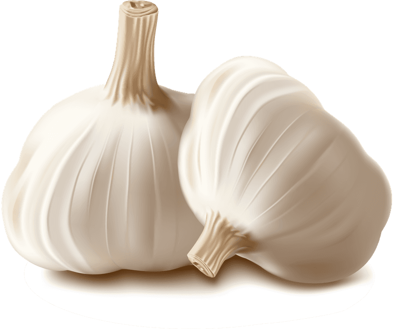 garlic realistic vegetables vector