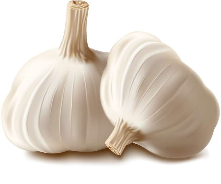 garlic realistic vegetables vector