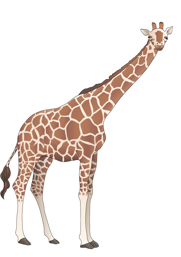 giraffe animal models and silhouette vector