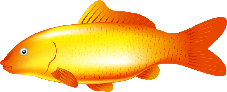 golden carp gold carp