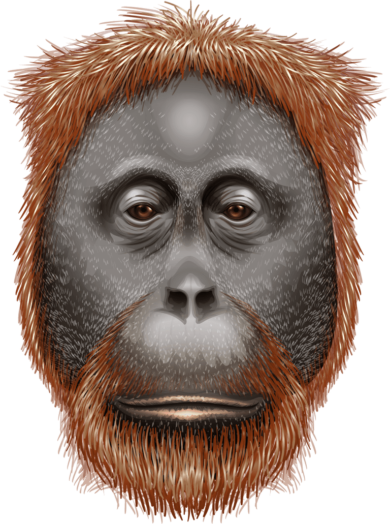 gorilla head animal heads illustration