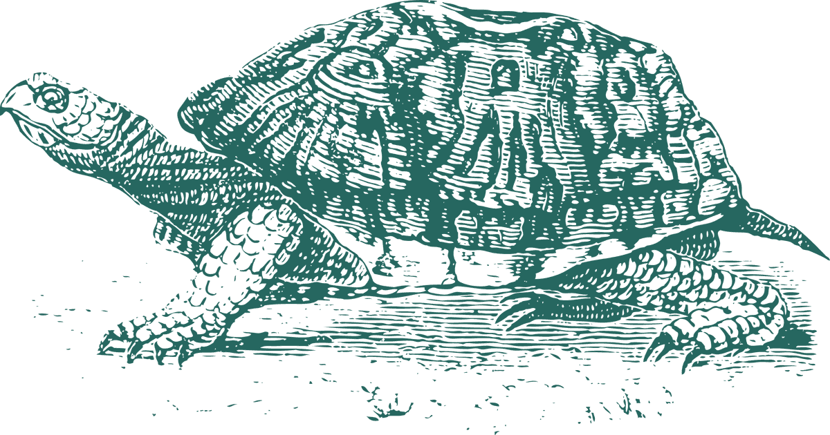 green turtle old style drawing turtles
