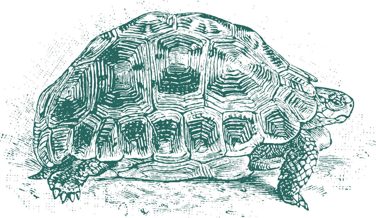 green turtle old style drawing turtles