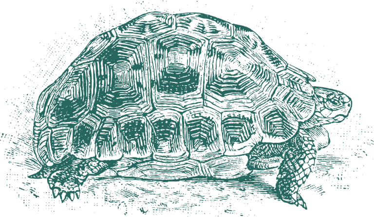 green turtle old style drawing turtles