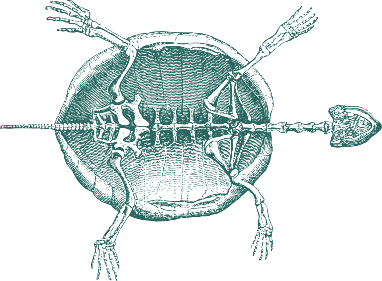 green turtle old style drawing turtles