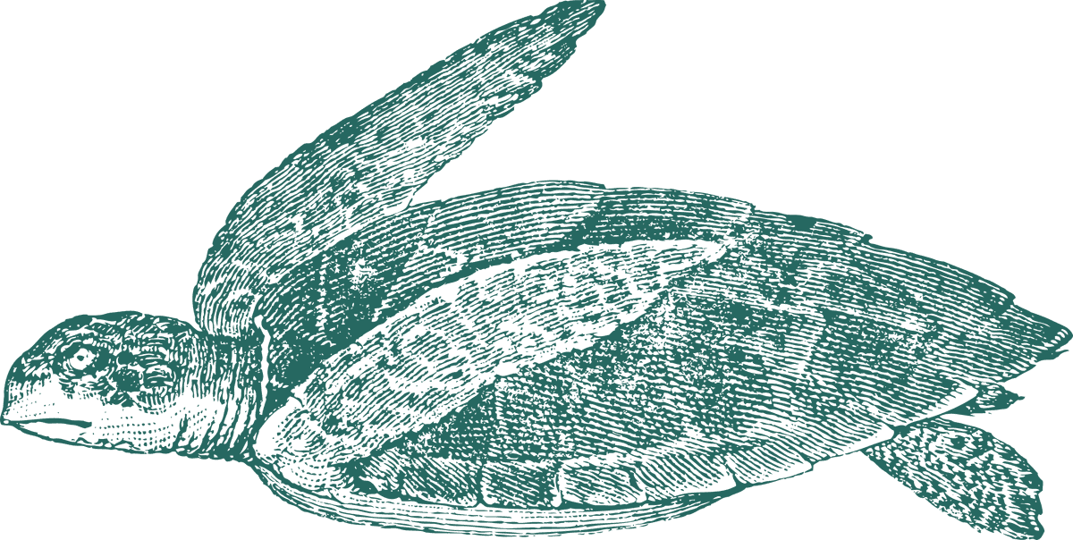 green turtle old style drawing turtles
